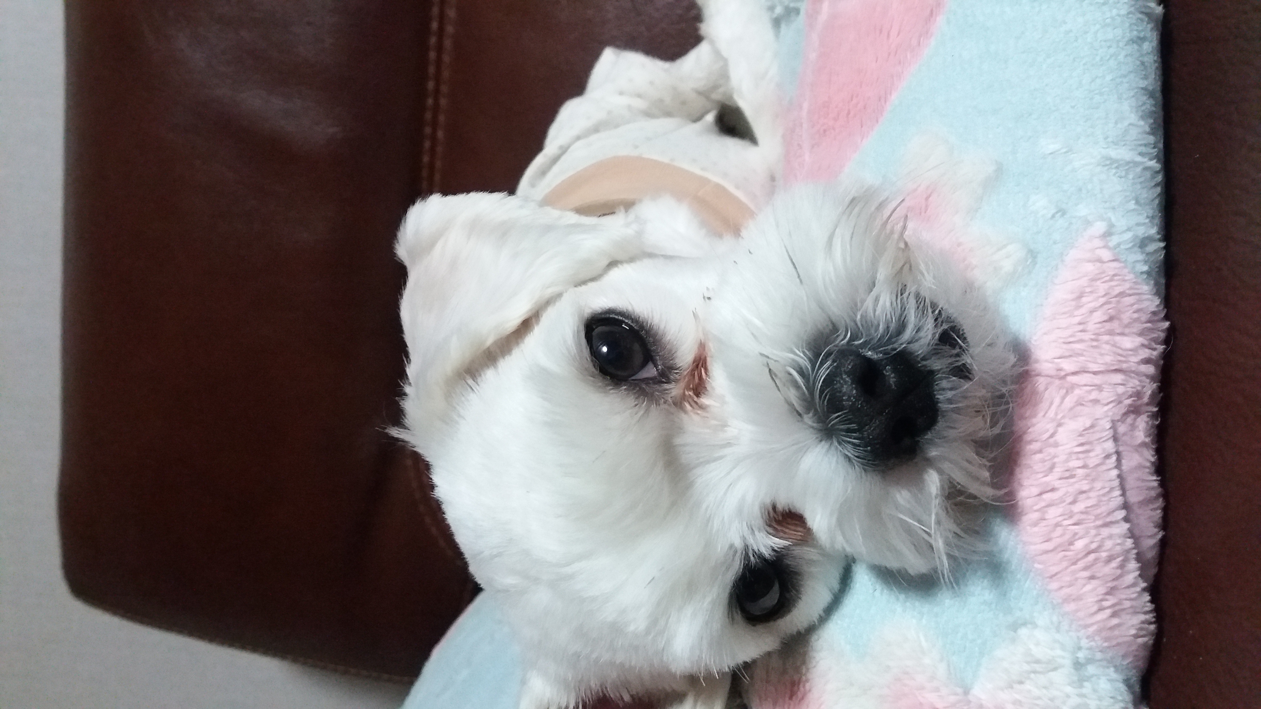 젤리 입양후기(3개월차)