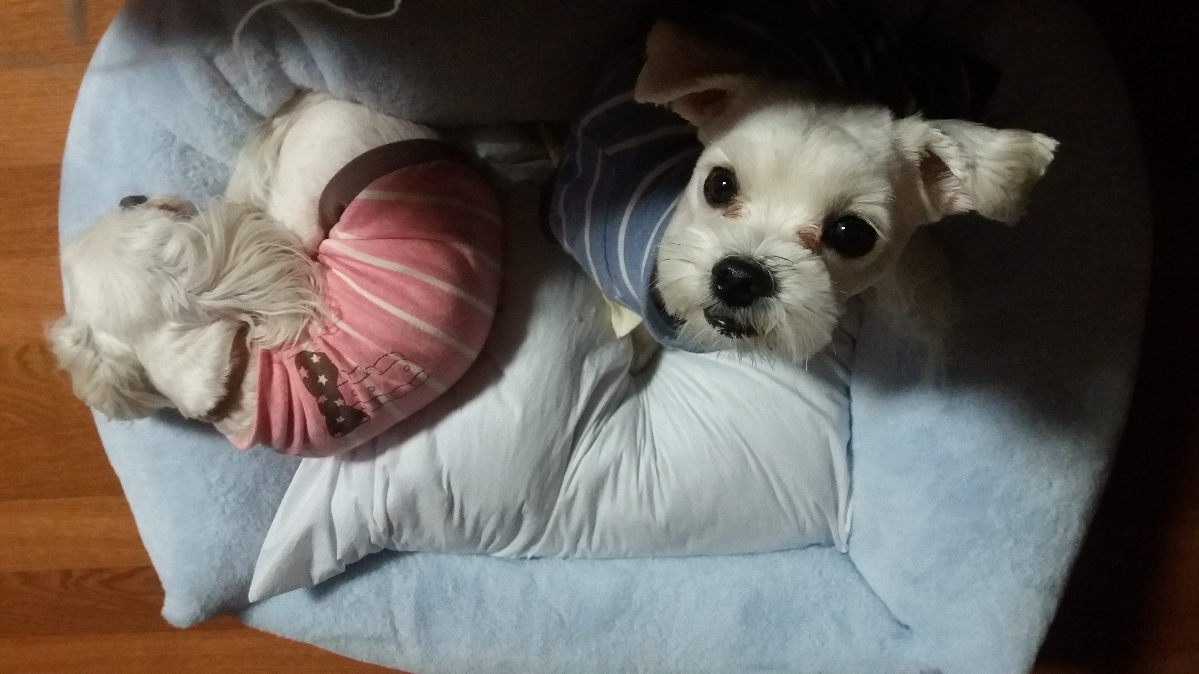 젤리 입양후기(3개월차)