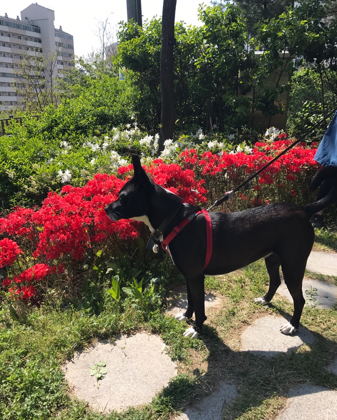 꽃 보다 딩동이