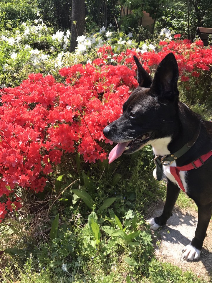 꽃 보다 딩동이