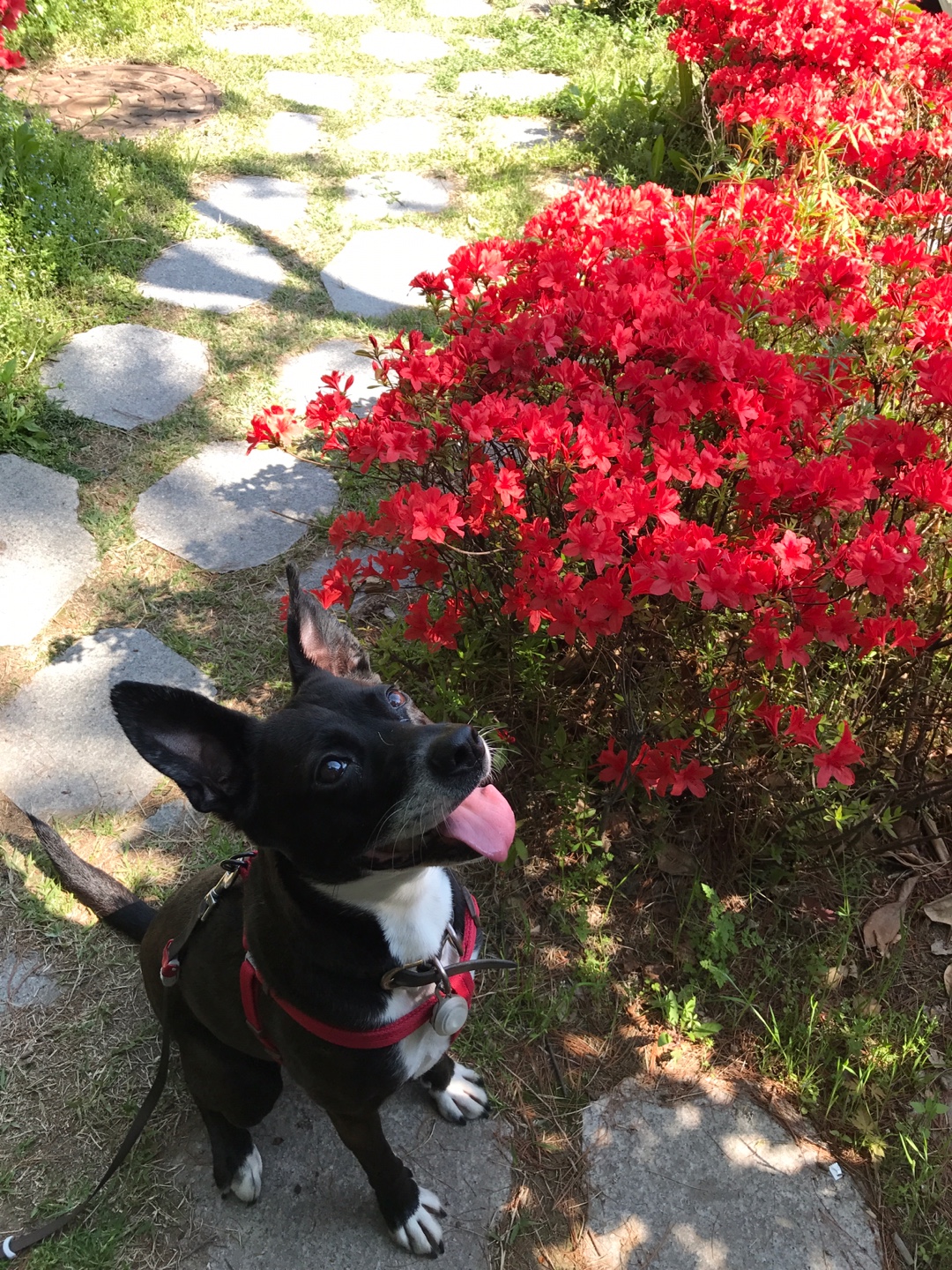 꽃 보다 딩동이