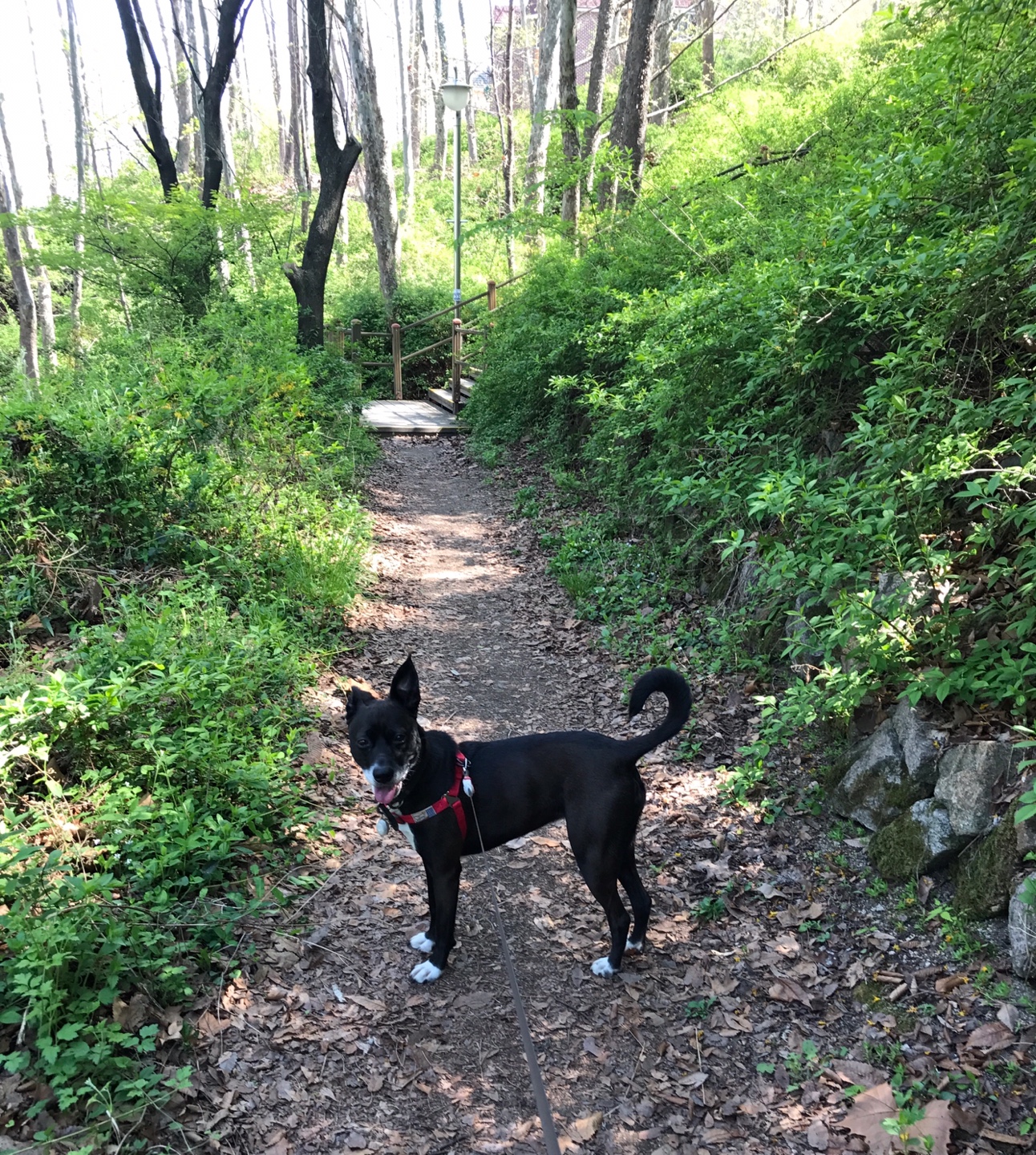 꽃 보다 딩동이