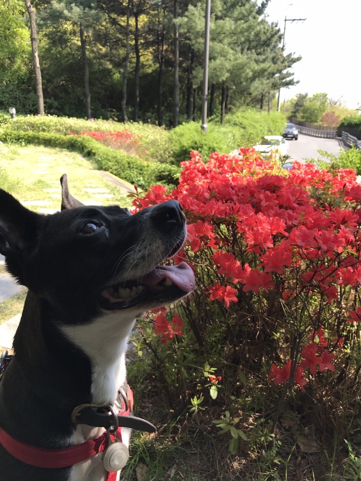 꽃 보다 딩동이