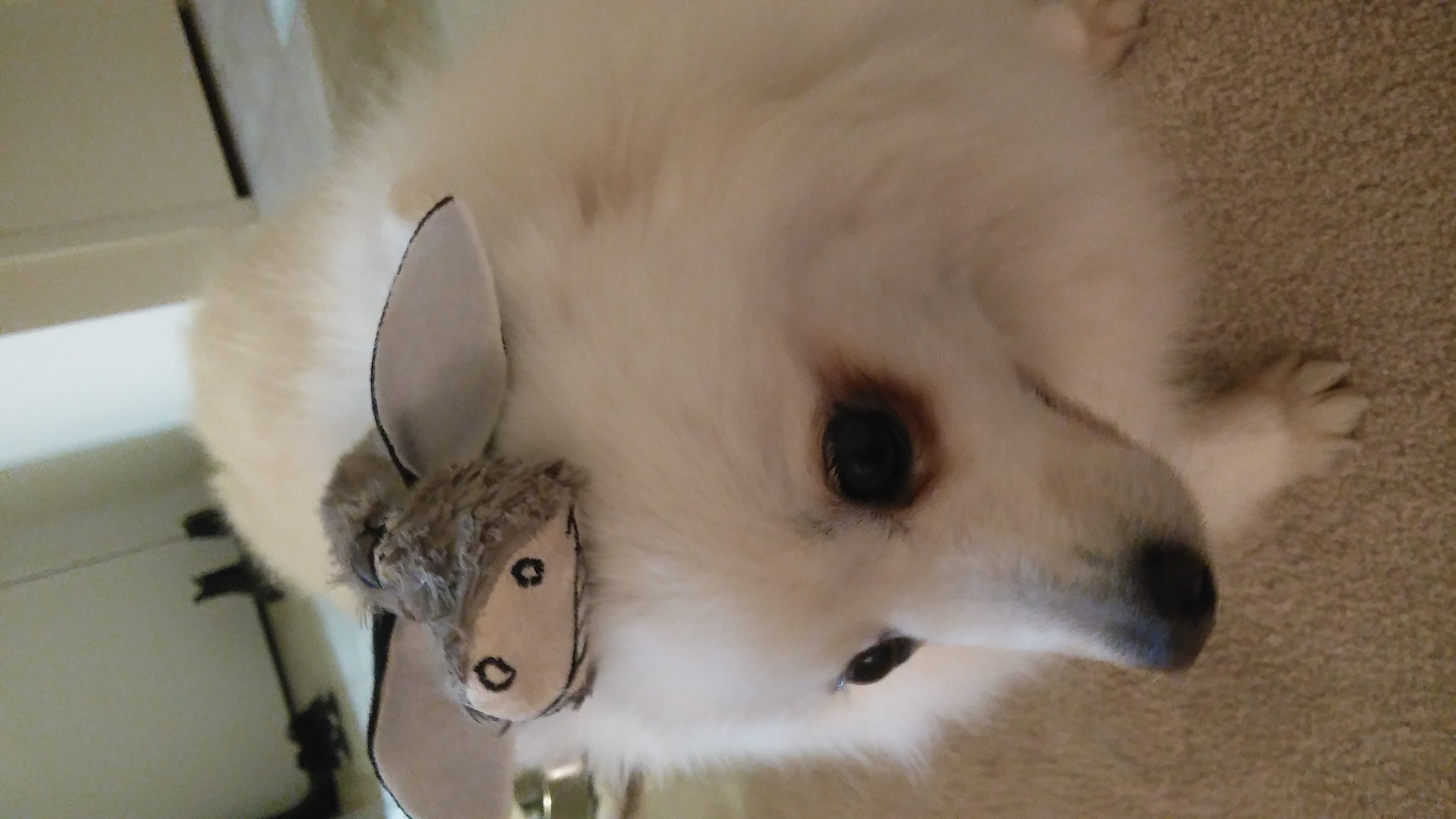 사과와 카라멜의 두번째 이야기