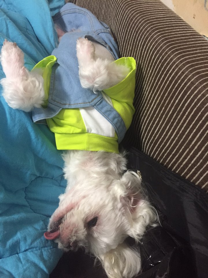 메이슨 입양후기_01