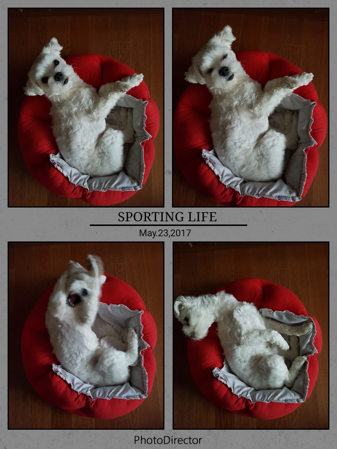 젤리(4개월차) 는 잘 지내고 있어요~~^^