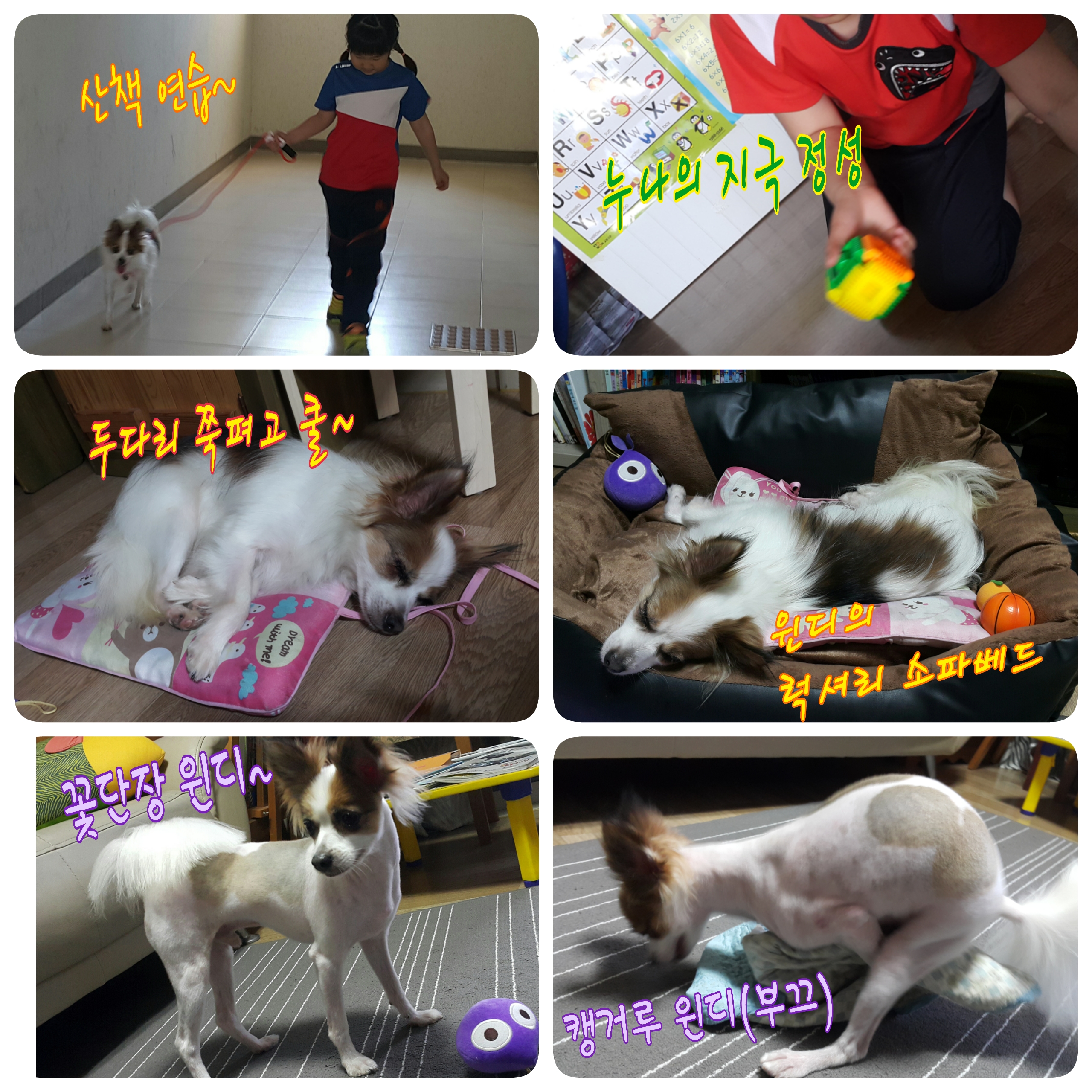 페피노(윈디)야 꽃길만 걷개(후기1탄)