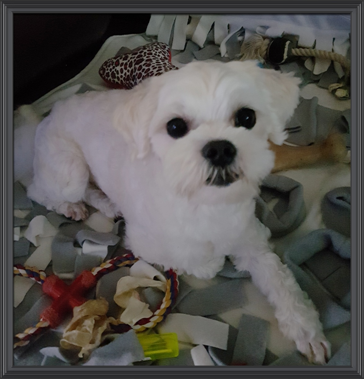 젤리(5개월차) 미용했어요~~^^