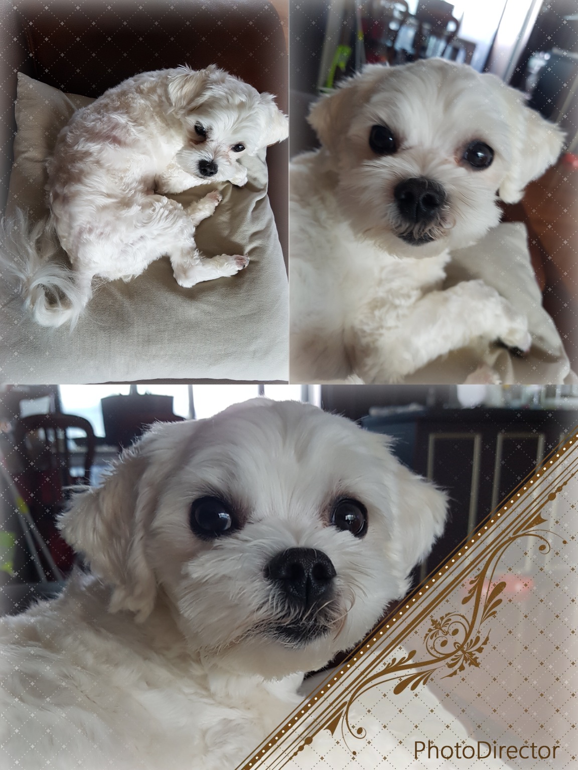 젤리(5개월차) 미용했어요~~^^