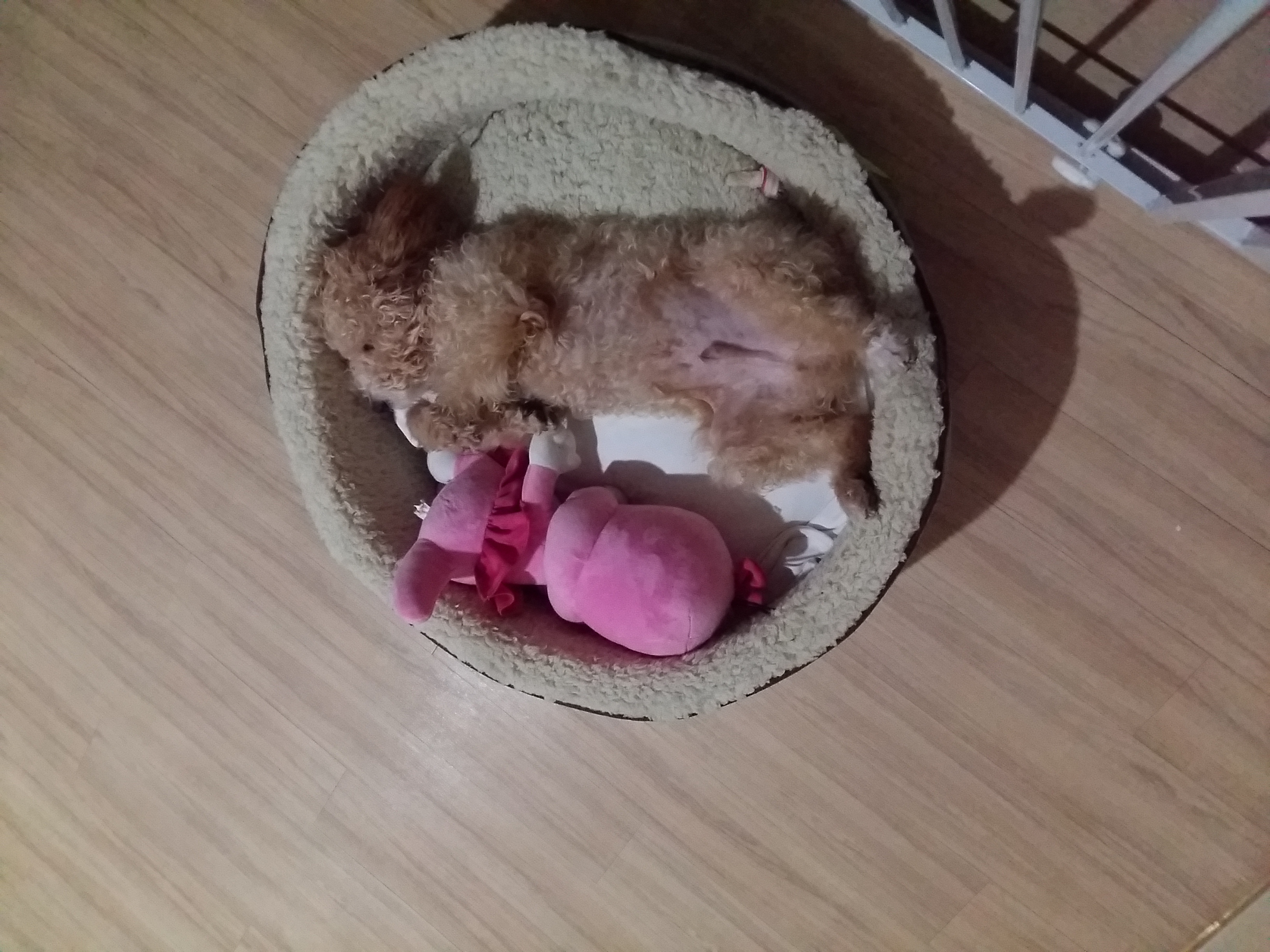 승지 두번째 입양 후기 입니다 