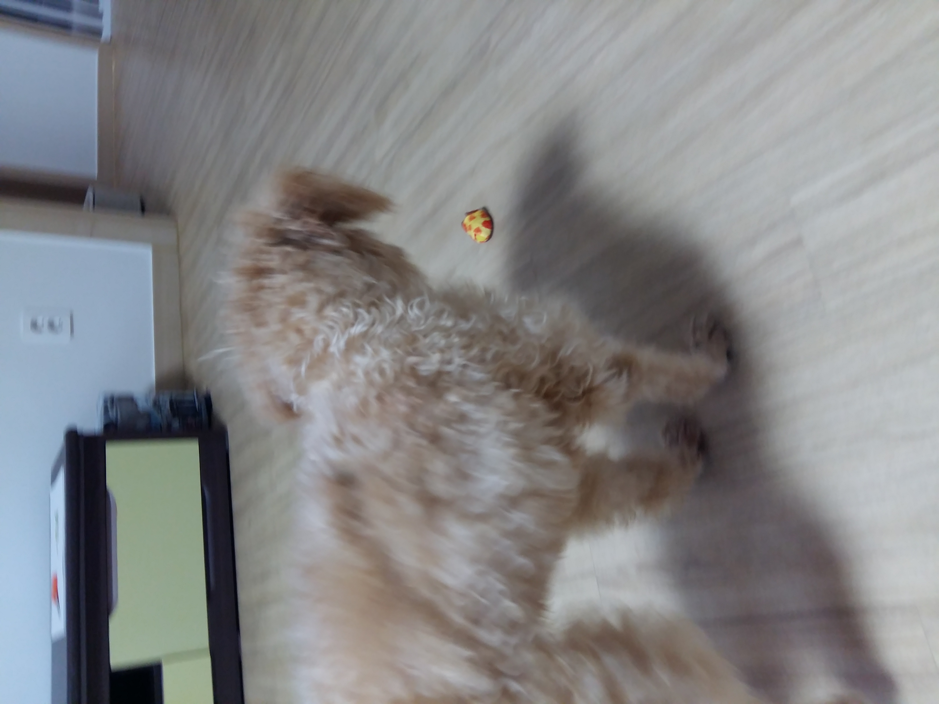 승지 두번째 입양 후기 입니다 