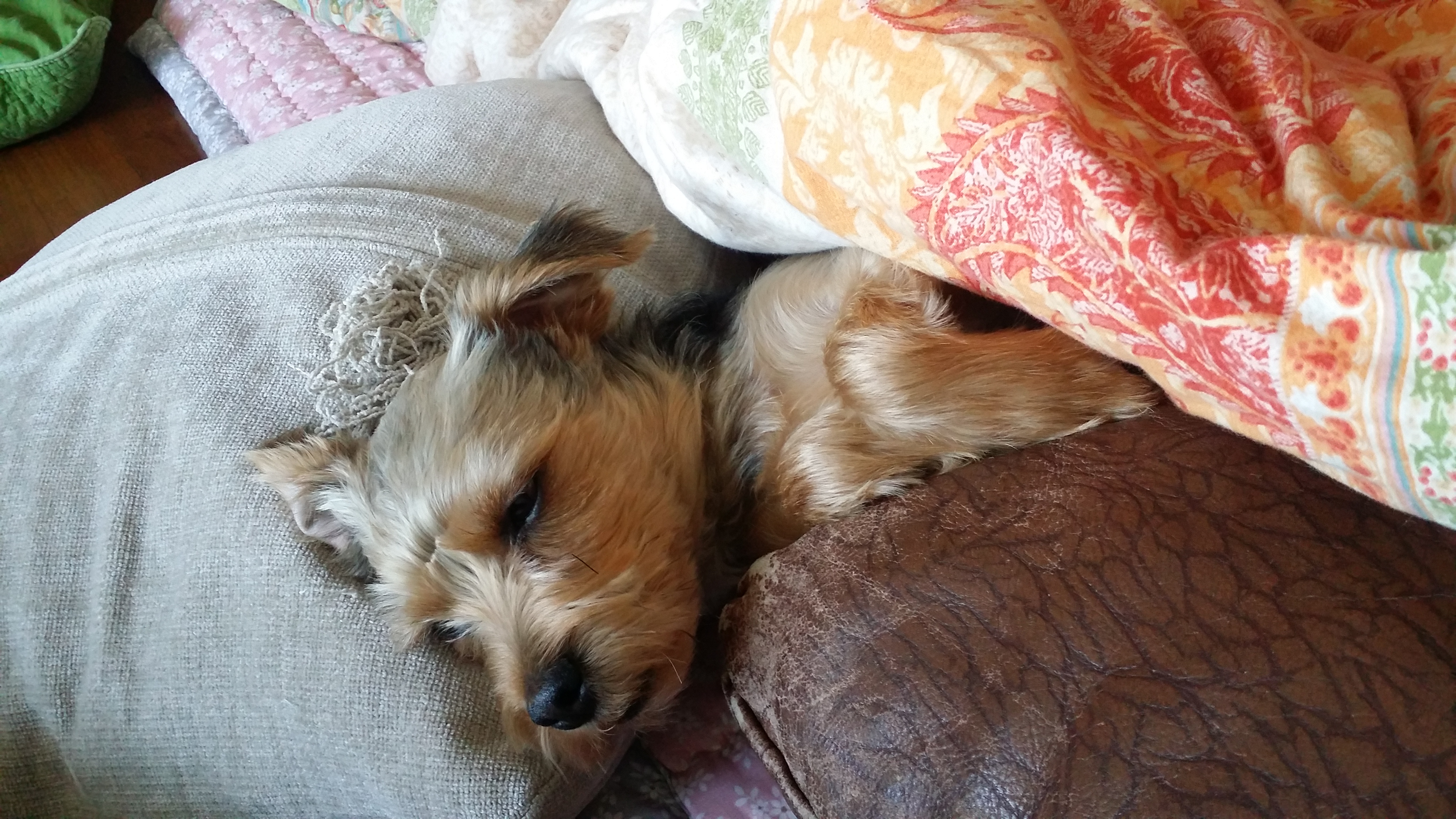 오리온으로 변신한 용산이 (2)