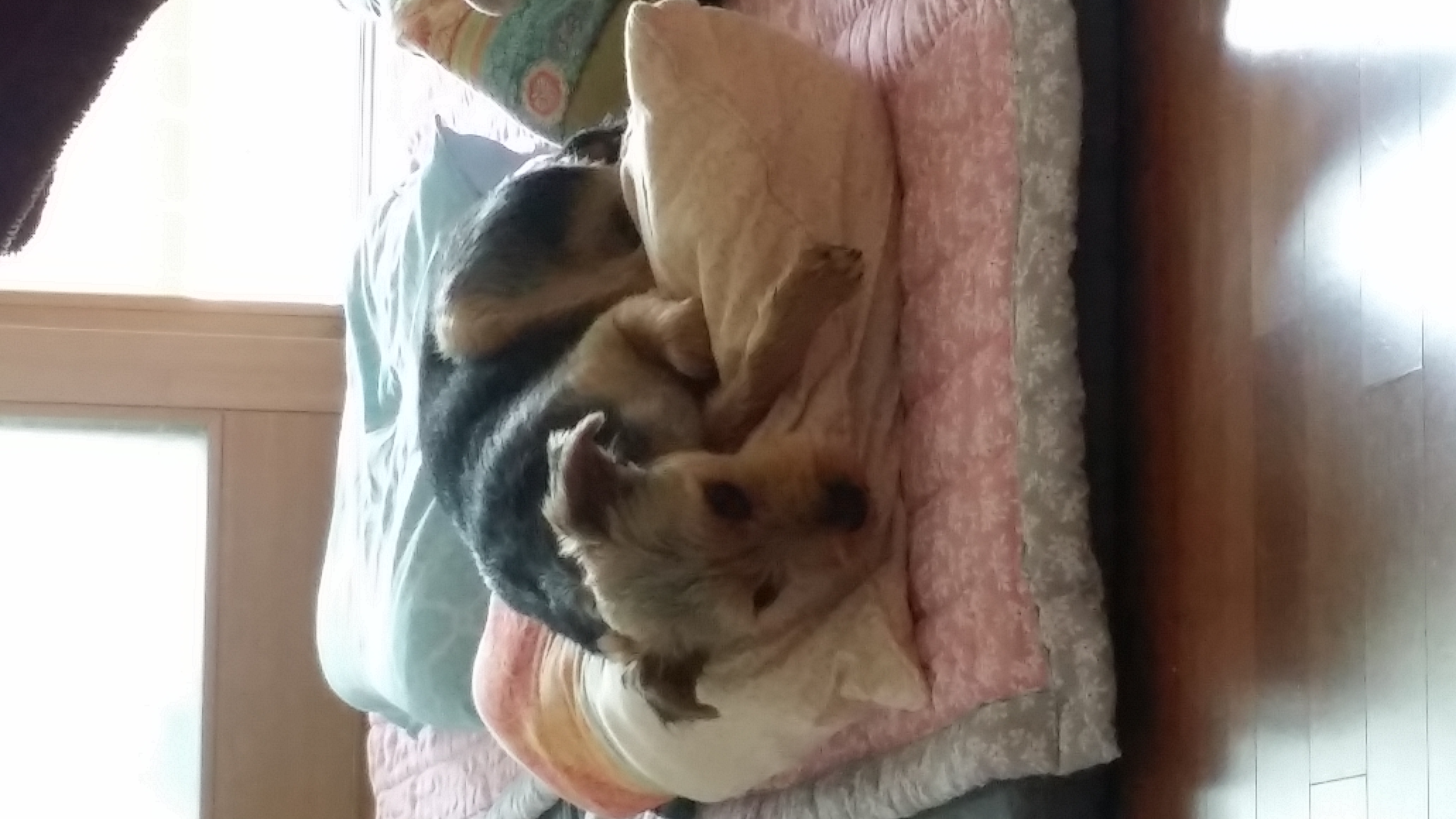 오리온으로 변신한 용산이 (2)