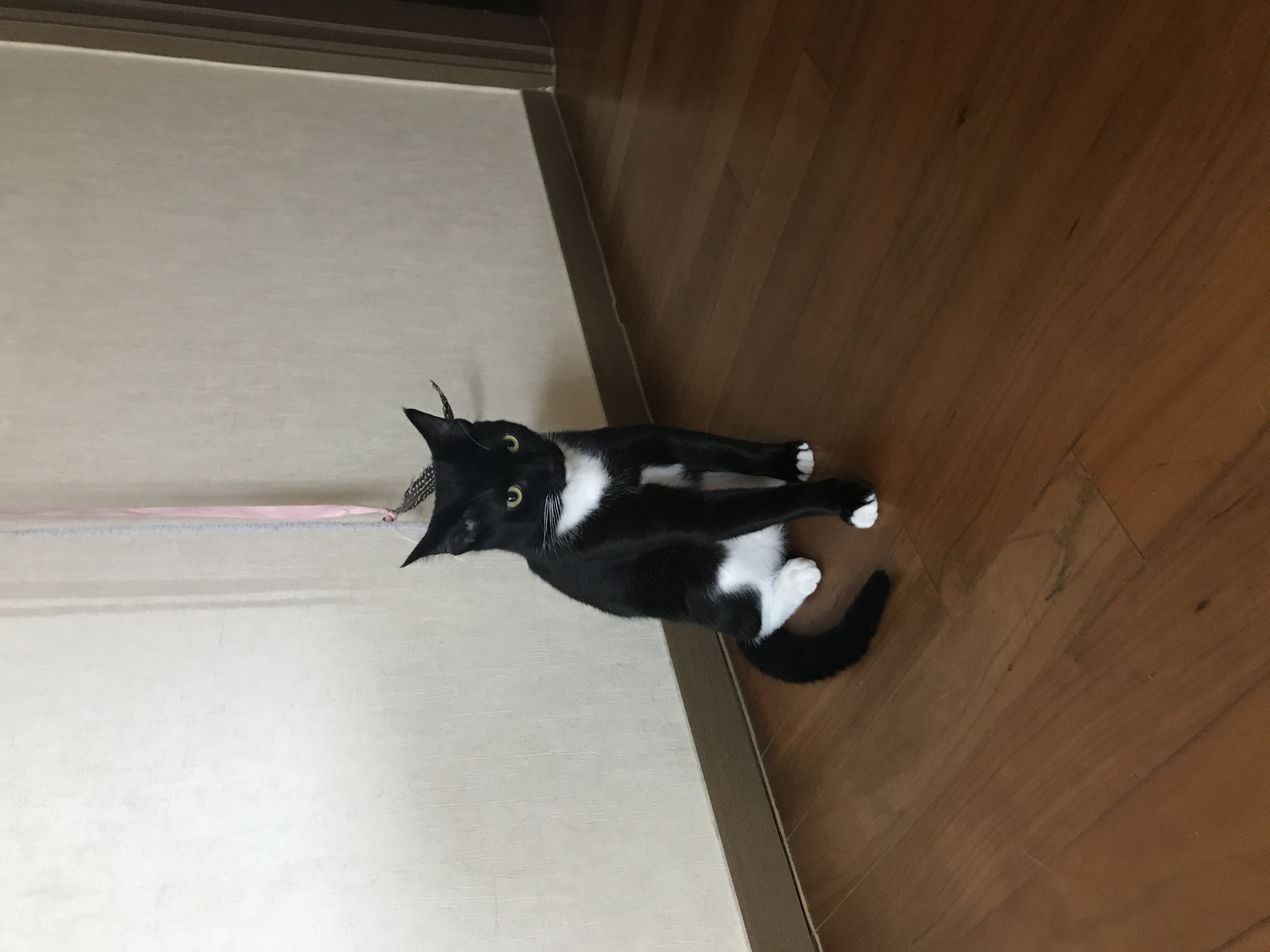 레옹(강철이) 입양후기 3번째 💛