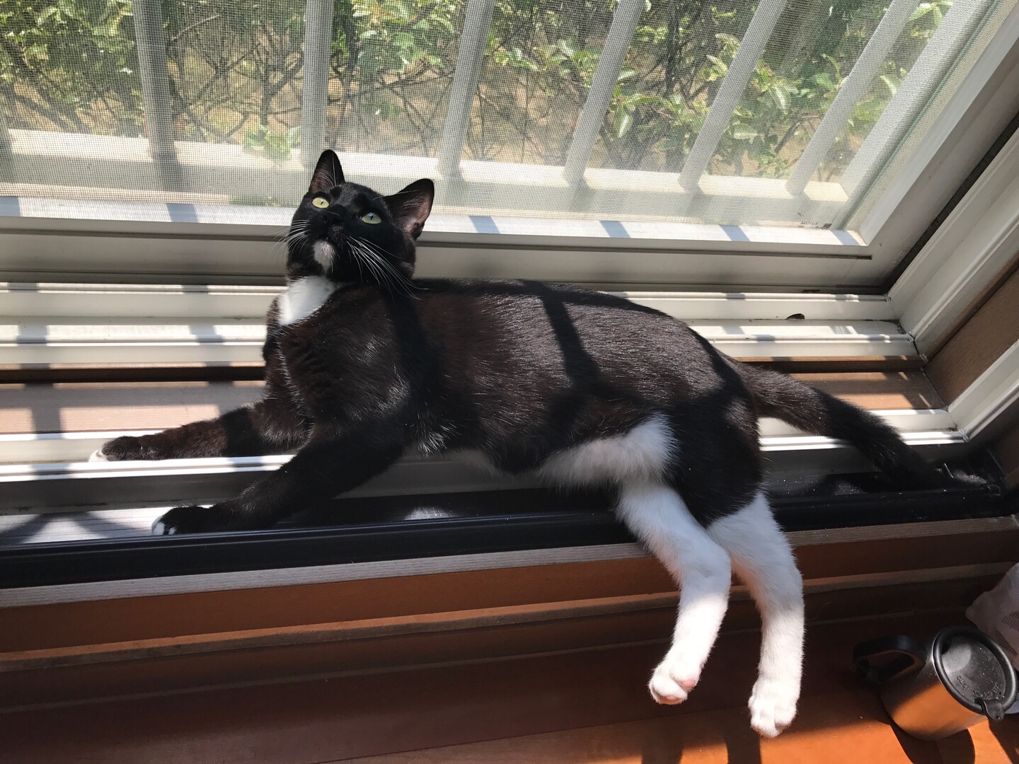 레옹(강철이) 입양후기 3번째 💛