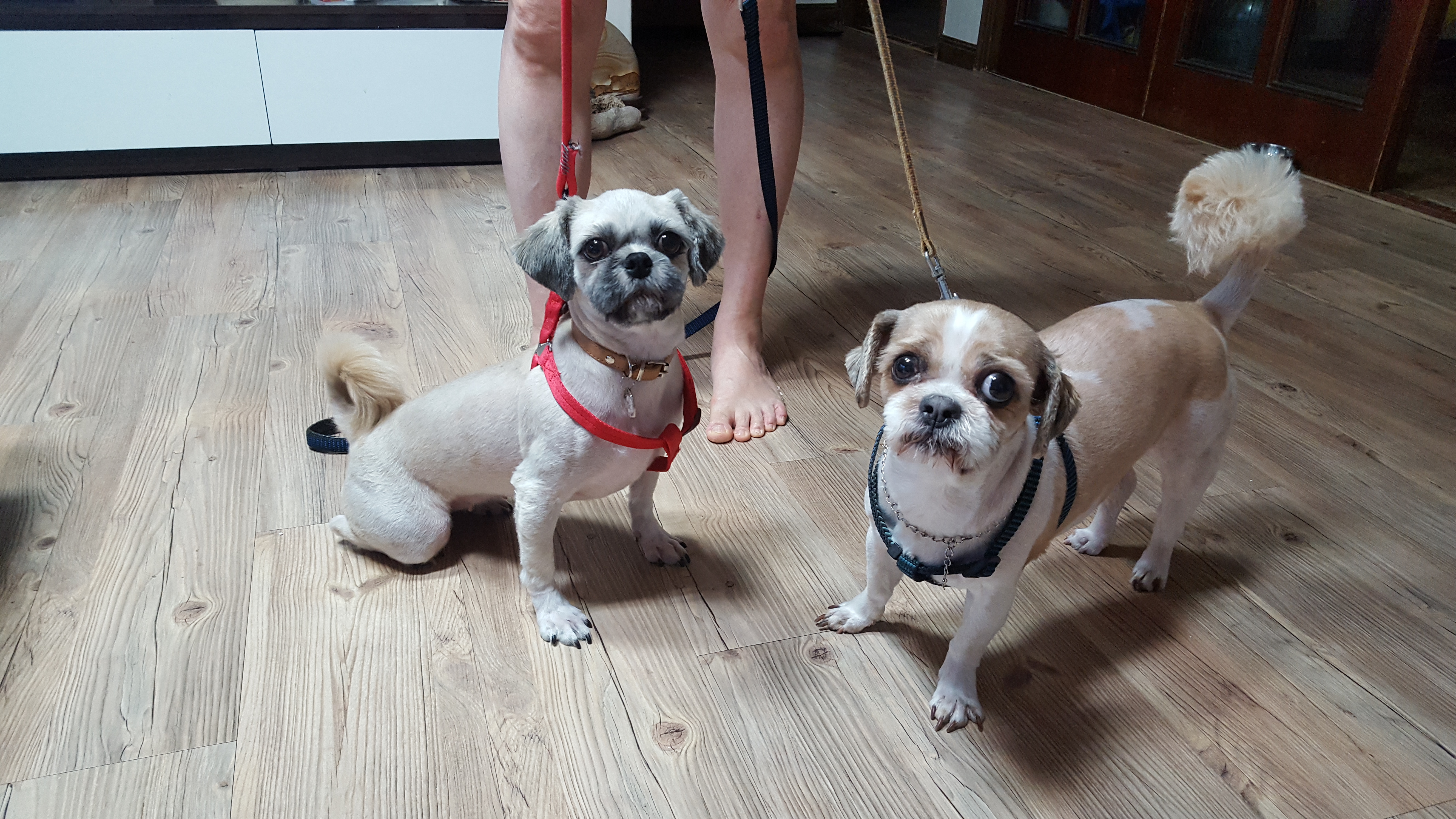 마음이(지금이름은 연두)