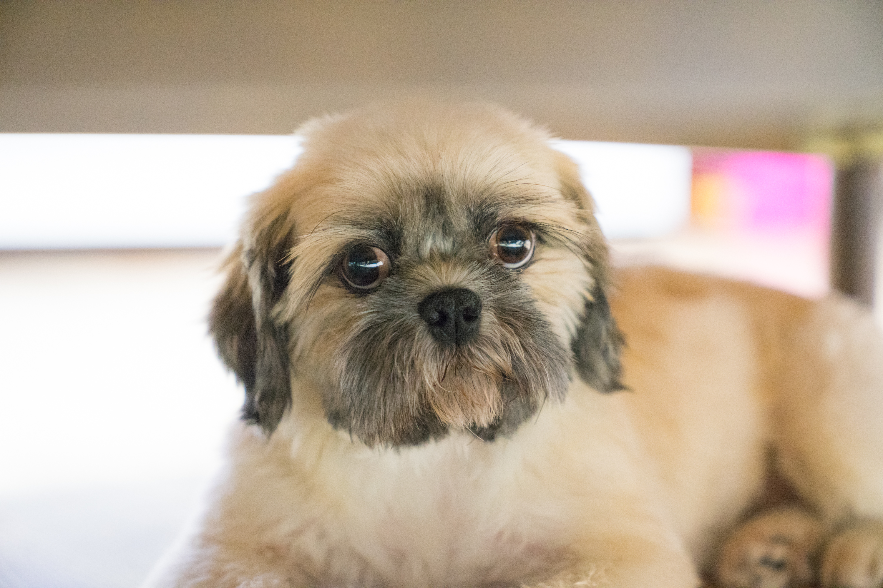 마음이(지금이름은 연두)