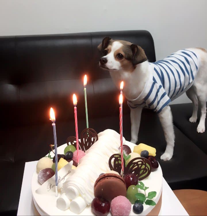 다복이의 5번째 생일^^