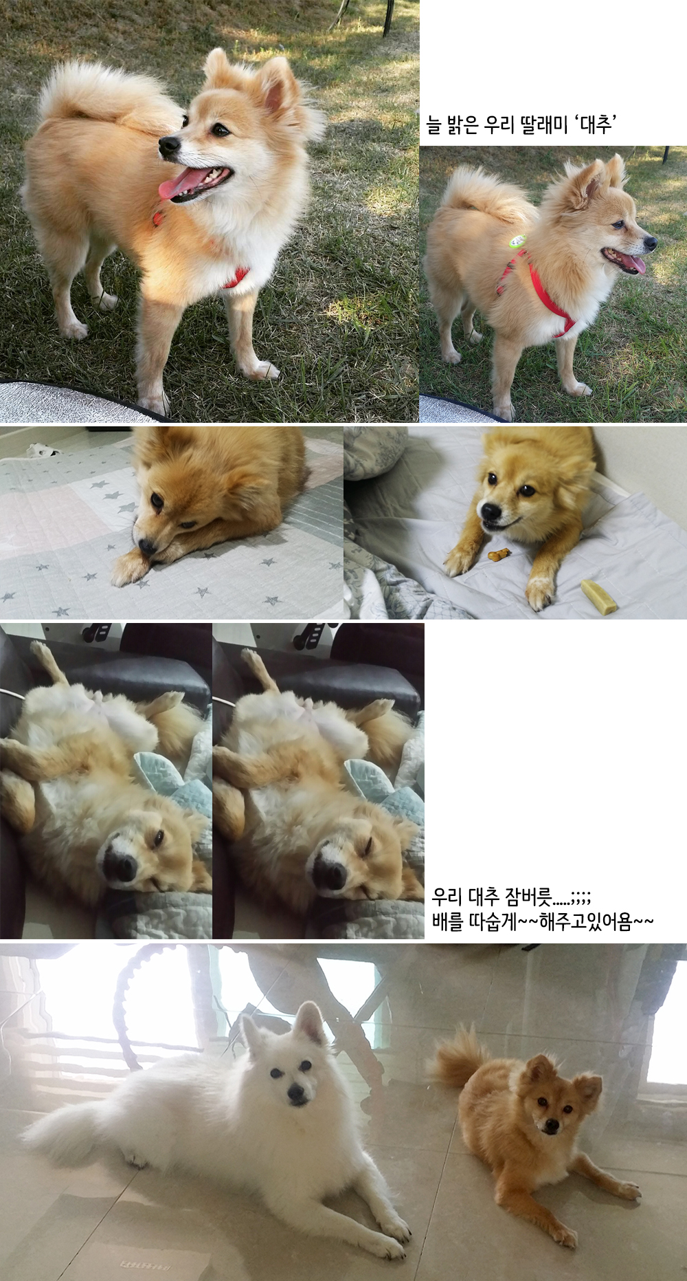 우리 대추 3개월밖에 안됐데염;;;