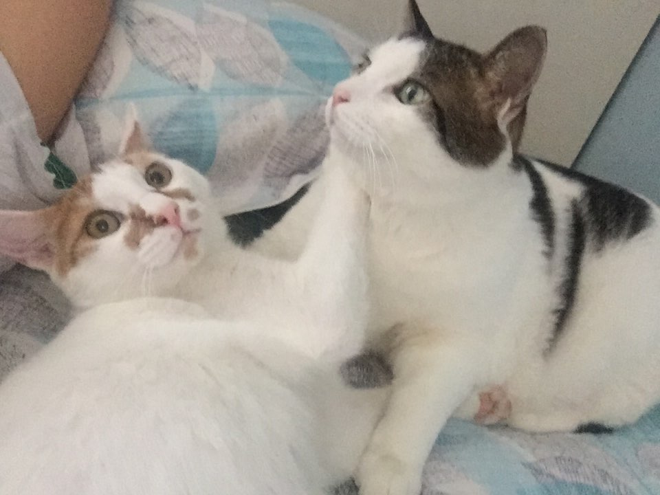 치즈(아리) 입양온지 3개월 후기요~