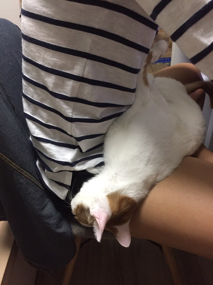 치즈(아리) 입양온지 3개월 후기요~