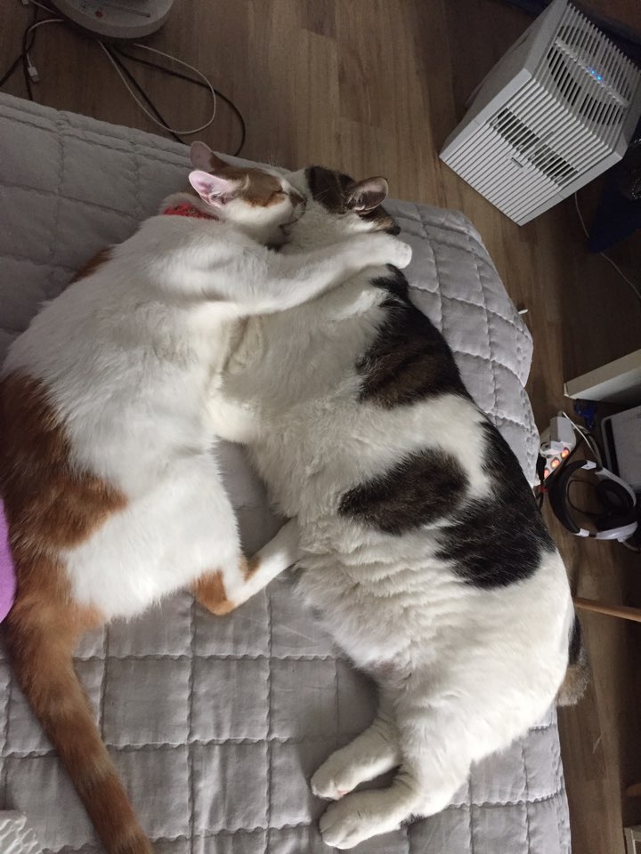 치즈(아리) 입양온지 3개월 후기요~