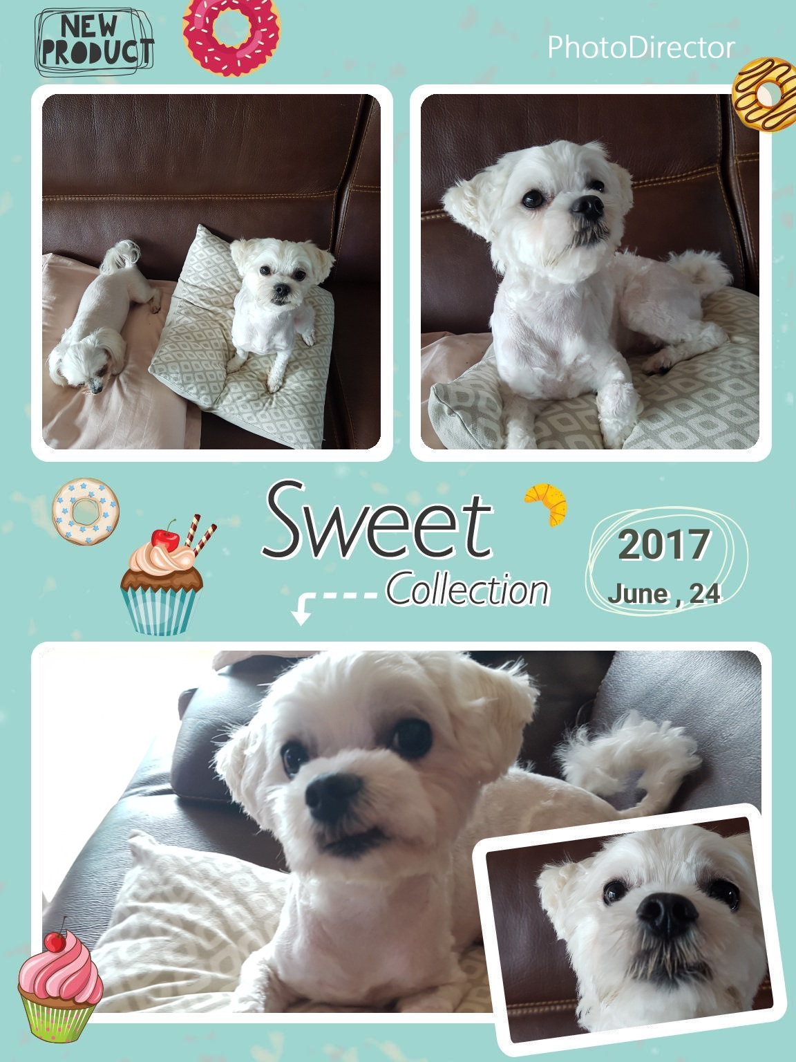 젤리(6개월차) 더워서 털을 짧게 잘랐어요~^^