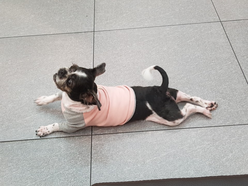 머털이 세번째 입양후기입니다