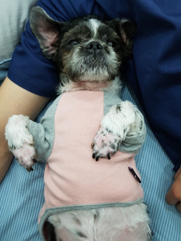 머털이 세번째 입양후기입니다