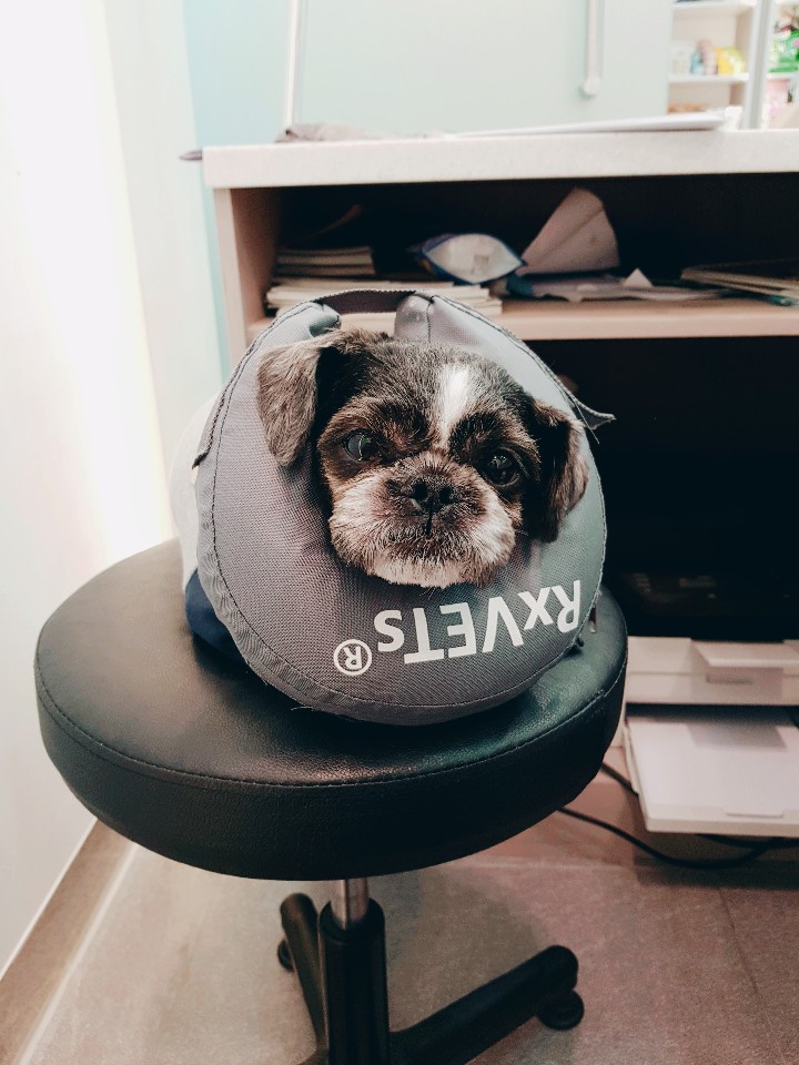 머털이 세번째 입양후기입니다