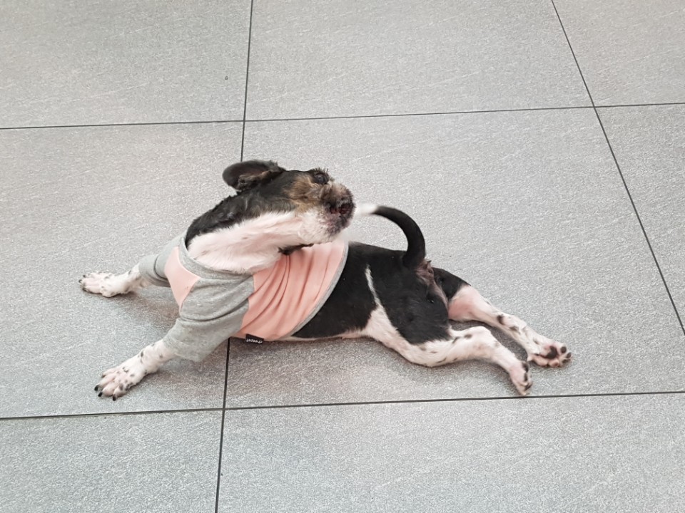 머털이 세번째 입양후기입니다