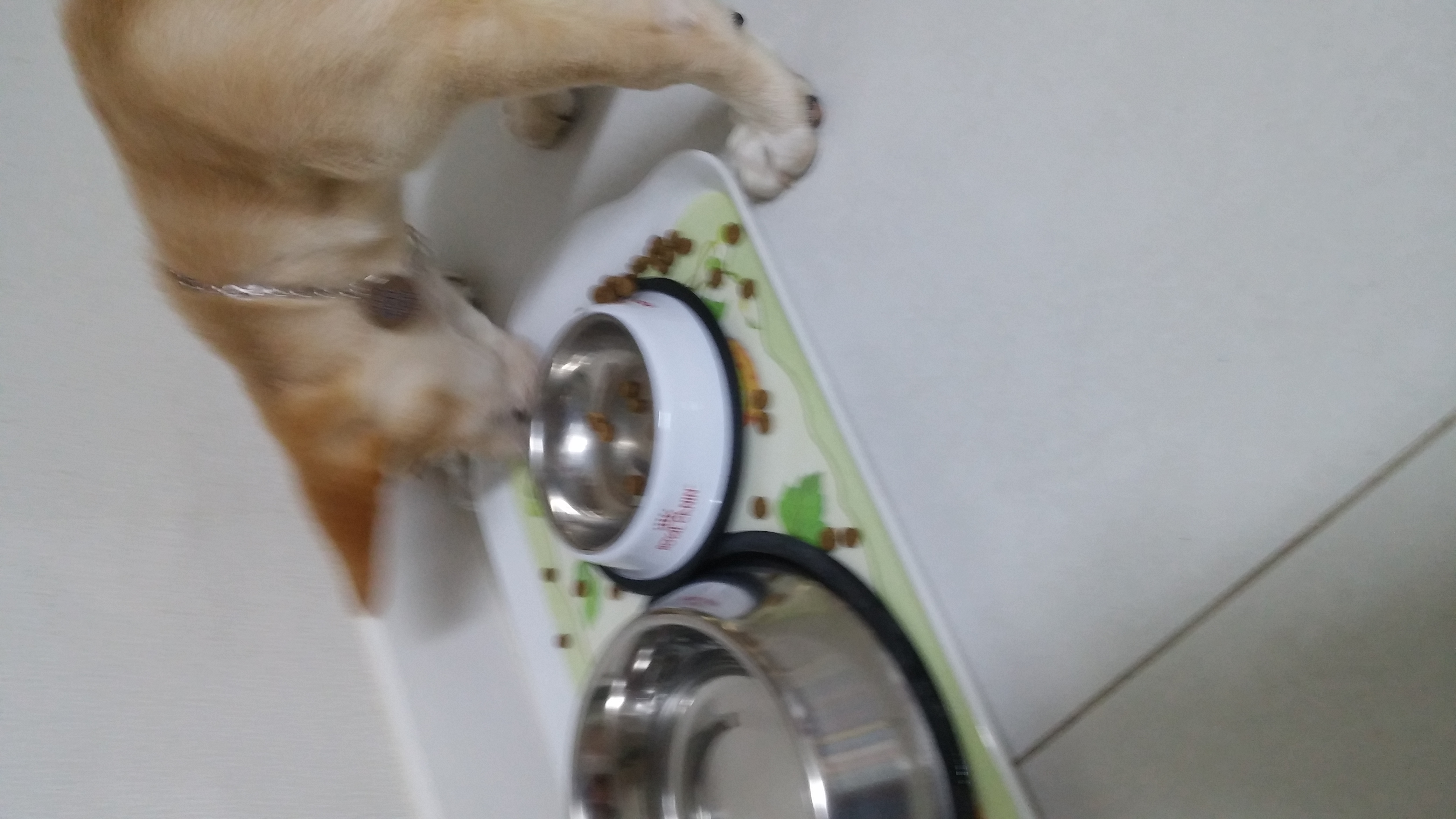 식탐대왕 "산이" 입양 후기입니다!!! 적응이 넘 빨라 일주일 못기다리고 지금 올려요.. ㅋㅋ