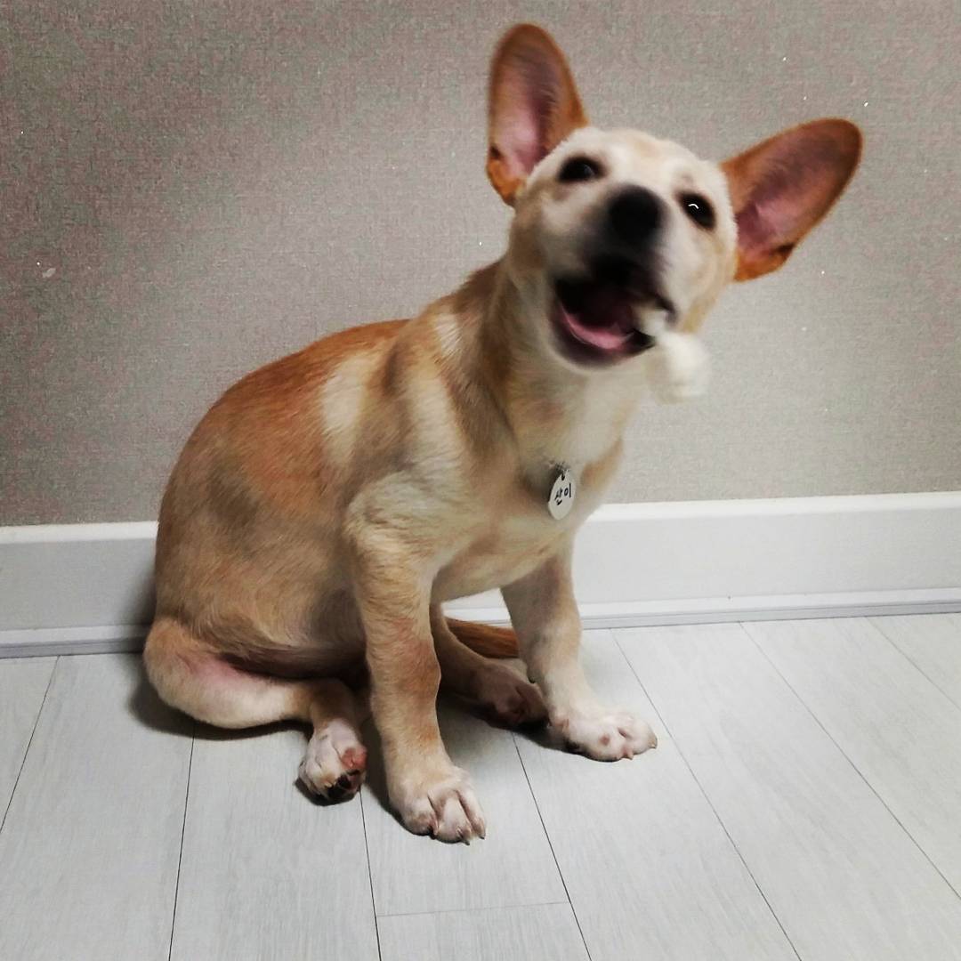 식탐대왕 "산이" 입양 후기입니다!!! 적응이 넘 빨라 일주일 못기다리고 지금 올려요.. ㅋㅋ