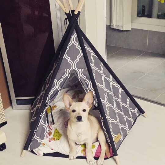 식탐대왕 "산이" 입양 후기입니다!!! 적응이 넘 빨라 일주일 못기다리고 지금 올려요.. ㅋㅋ