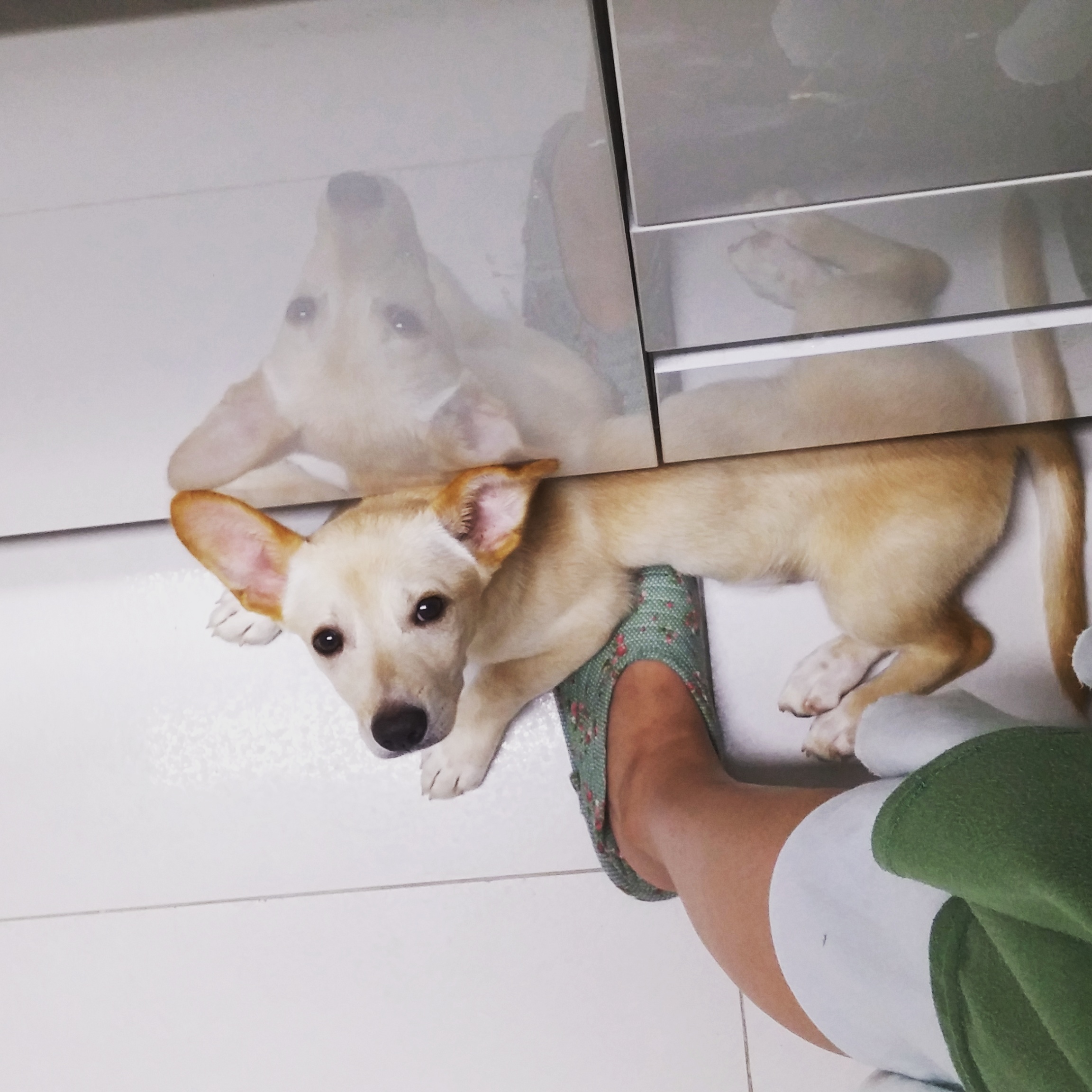 식탐대왕 "산이" 입양 후기입니다!!! 적응이 넘 빨라 일주일 못기다리고 지금 올려요.. ㅋㅋ