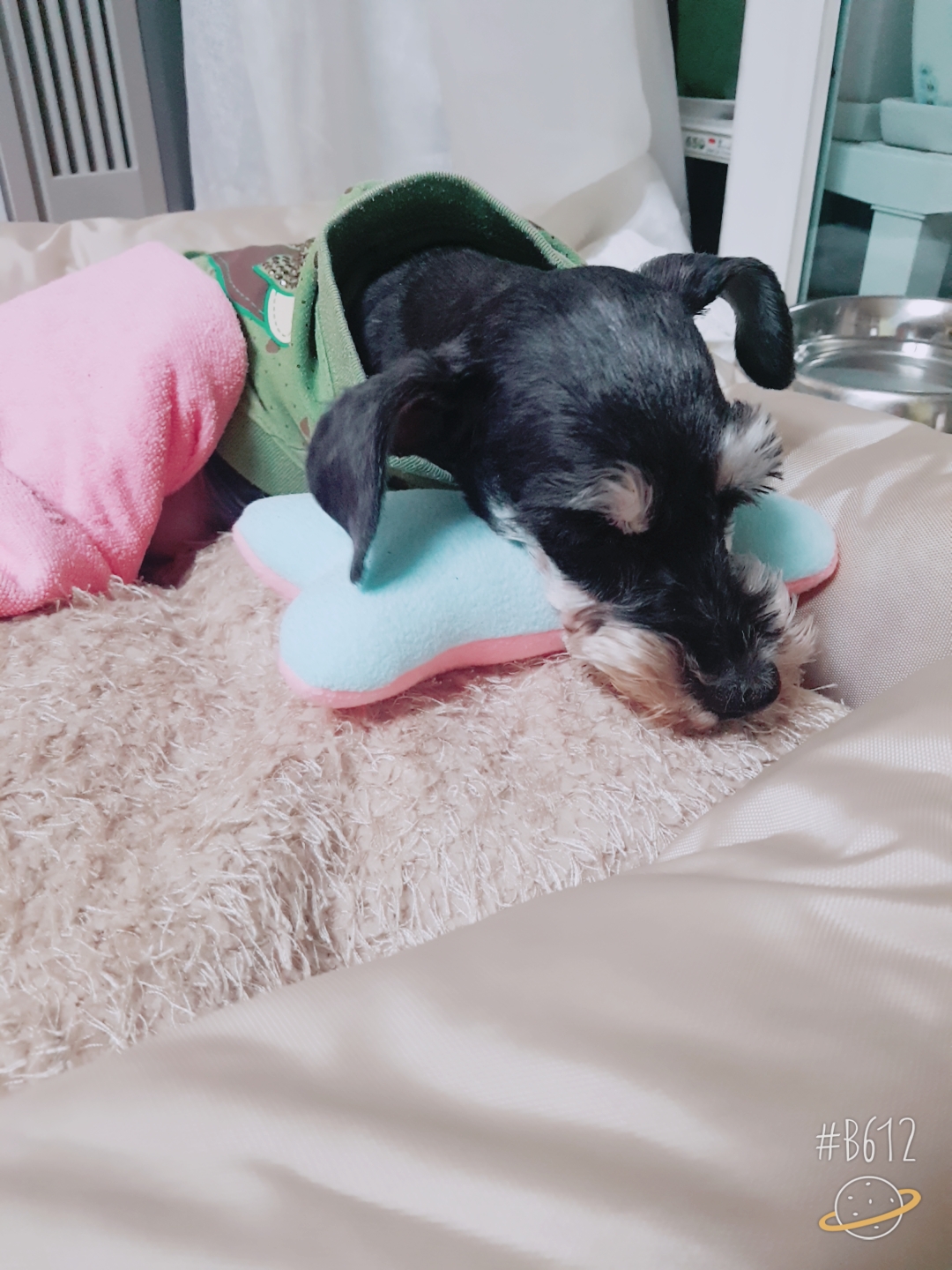 슈슈 입양후기 3차