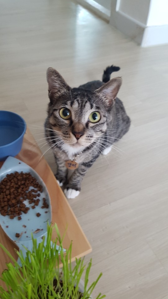 만두 (양이)  첫번재 입양후기 입니다.