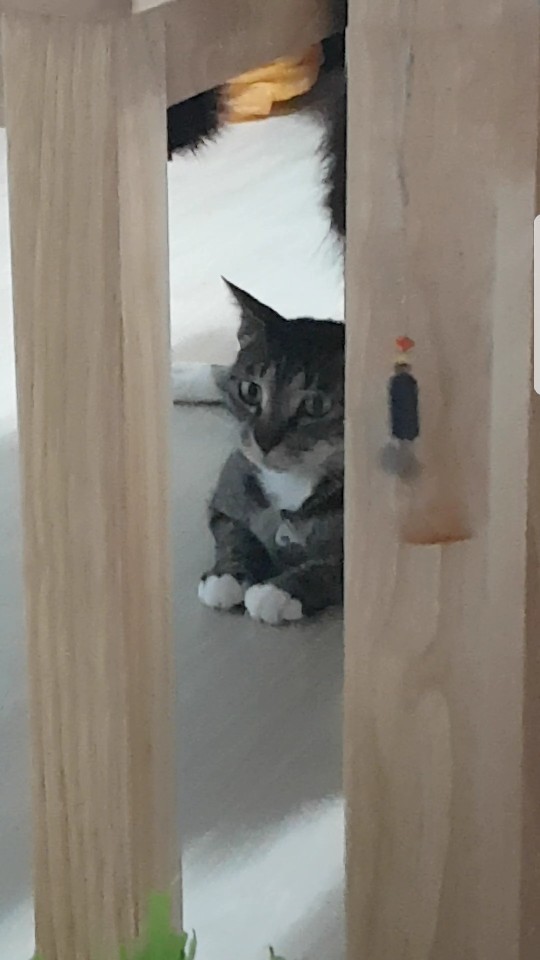 만두 (양이)  첫번재 입양후기 입니다.