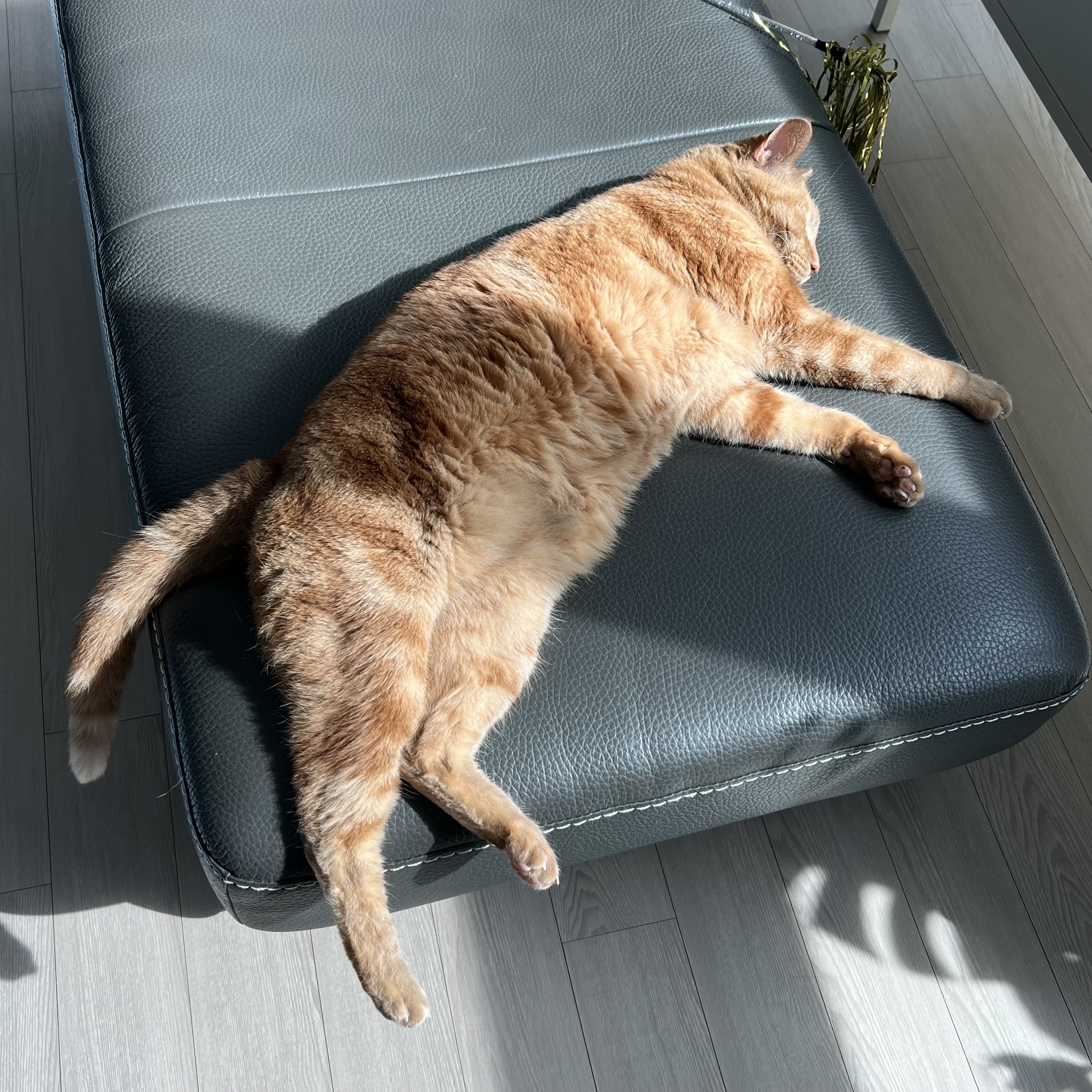 용식이 잘 지내고 있어요.