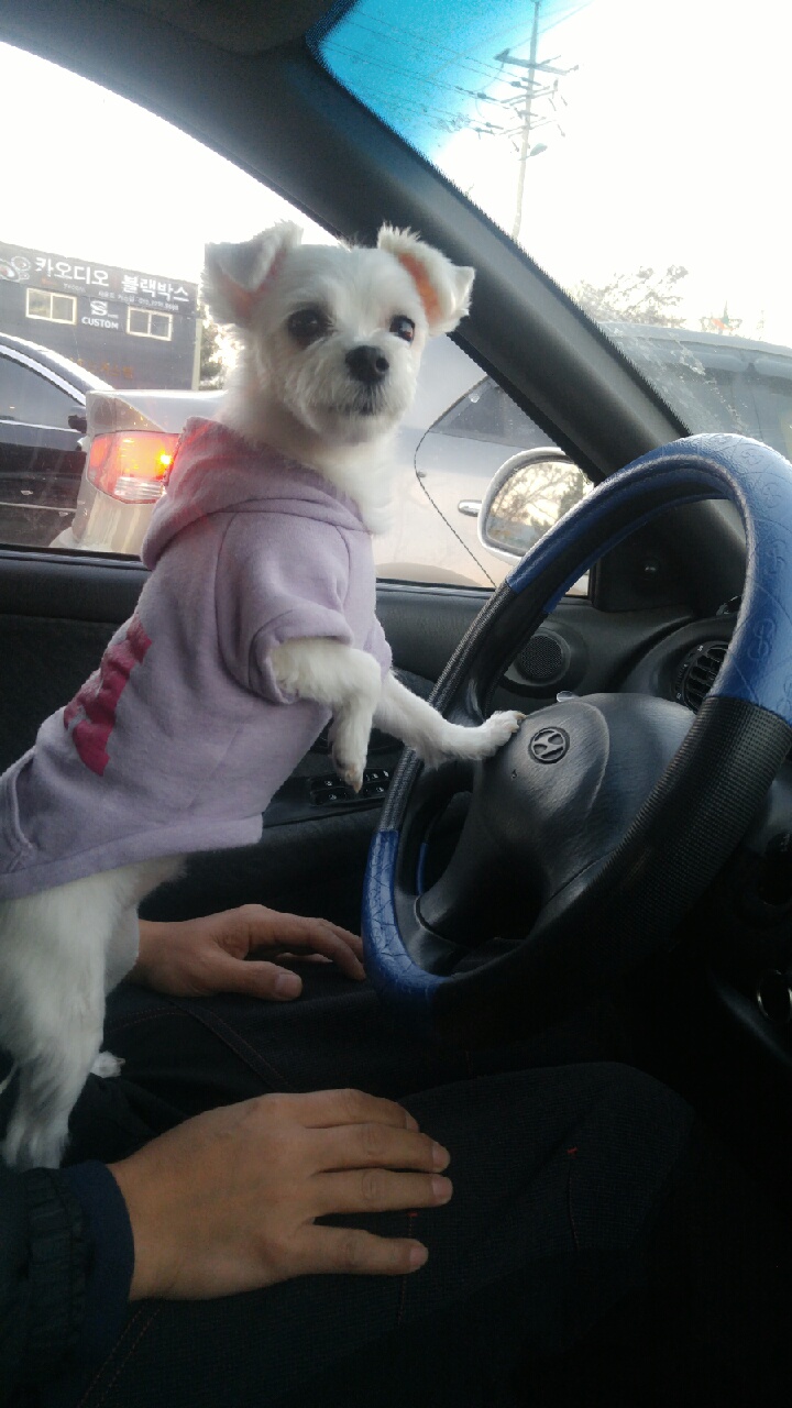 사랑스런 희동이 입양 감사합니다^^(입양후 첫후기)