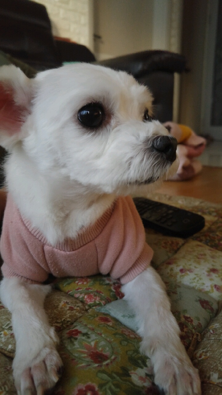 사랑스런 희동이 입양 감사합니다^^(입양후 첫후기)