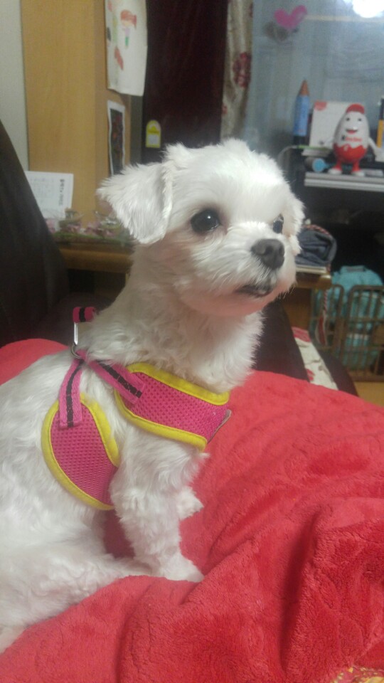 [임보후기3] 시흥불법번식장에서 구조된 모찌(치멍22) 입니다.