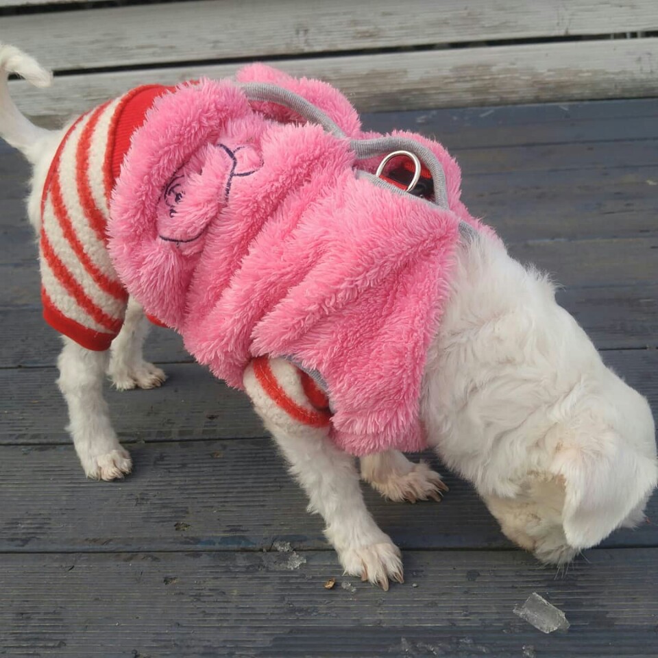 [임보후기3] 시흥불법번식장에서 구조된 모찌(치멍22) 입니다.