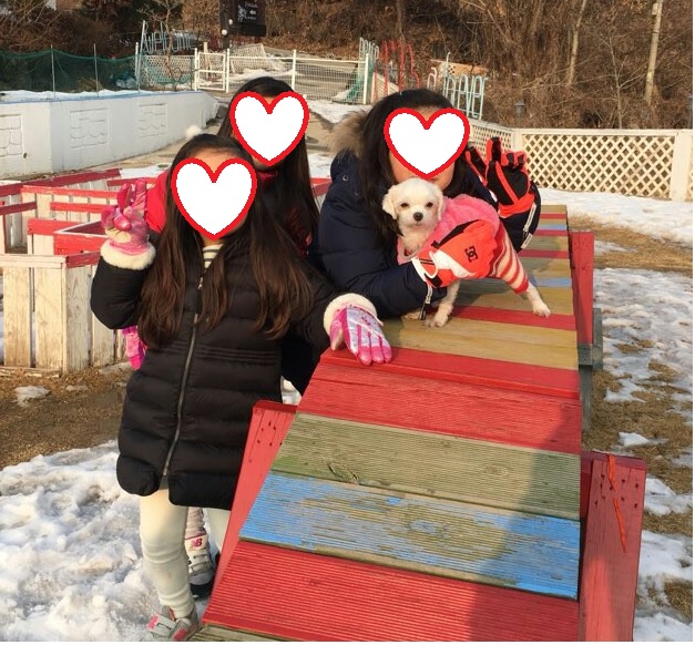 [임보후기3] 시흥불법번식장에서 구조된 모찌(치멍22) 입니다.