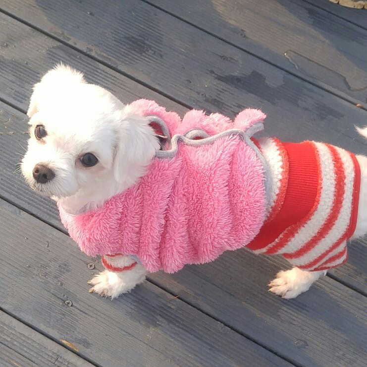 [임보후기3] 시흥불법번식장에서 구조된 모찌(치멍22) 입니다.