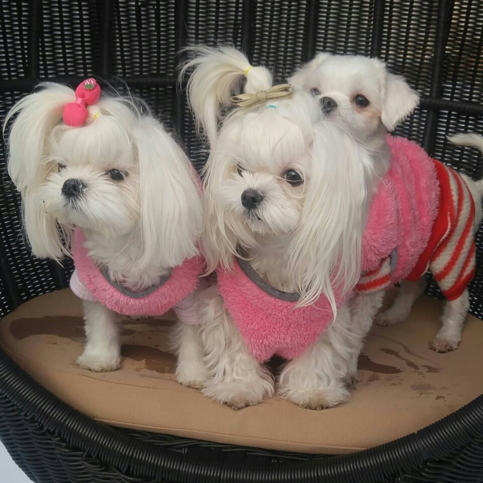 [임보후기3] 시흥불법번식장에서 구조된 모찌(치멍22) 입니다.