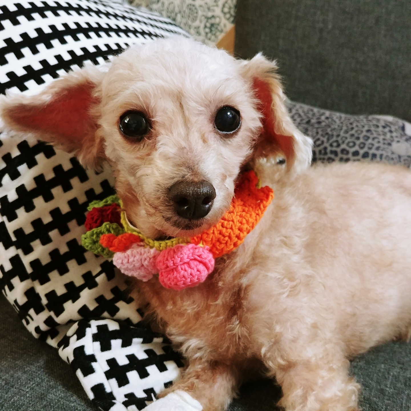 [임보후기2] 시흥불법번식장에서 구조된 제인 입니다