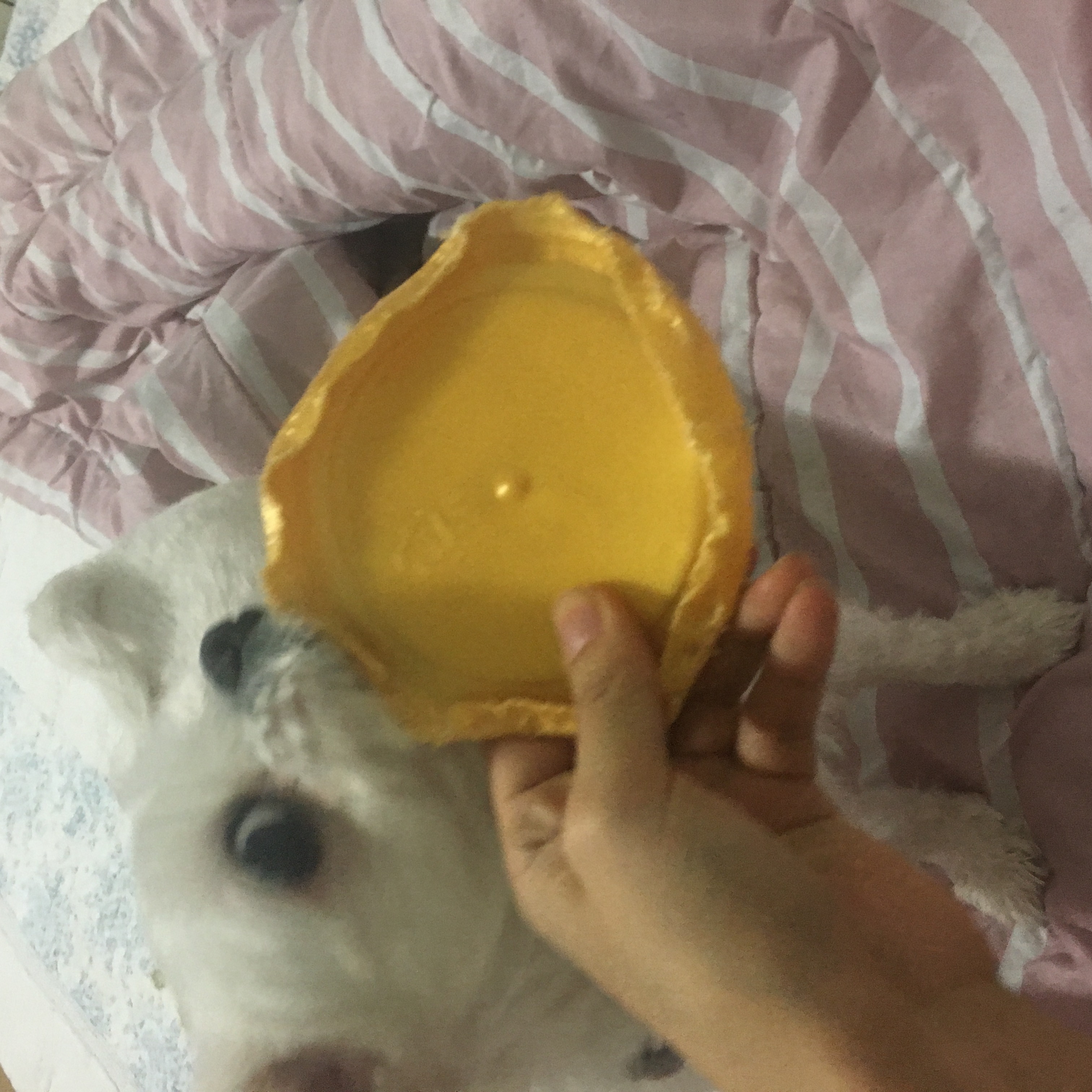 뚜띠 (더힐1) 임보 후기 올려요~