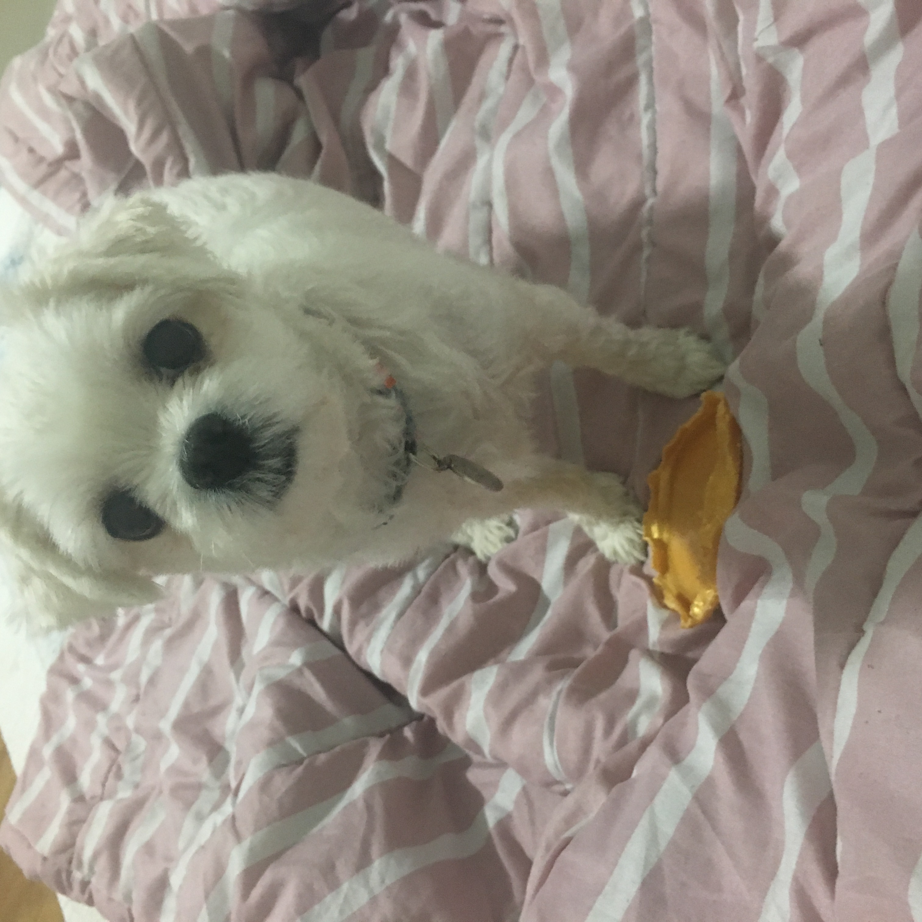 뚜띠 (더힐1) 임보 후기 올려요~