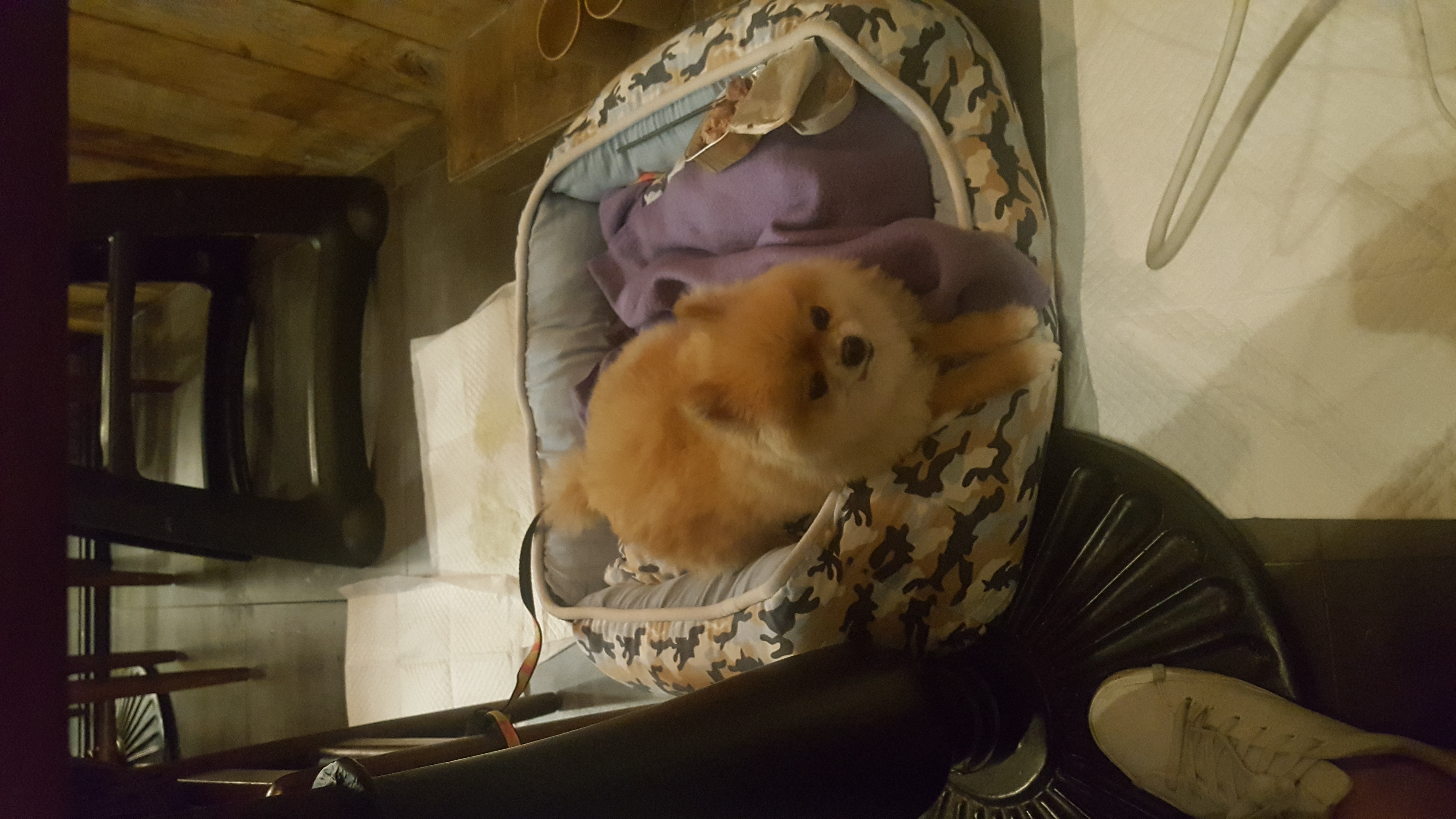 시흥번식장에서 구조된 광진이 한달째